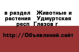  в раздел : Животные и растения . Удмуртская респ.,Глазов г.